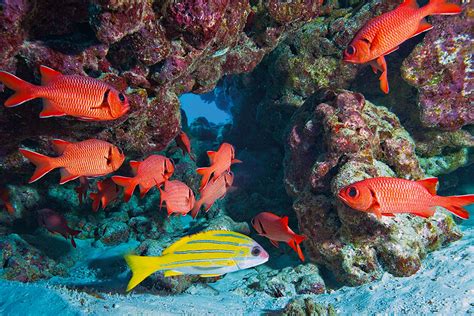 Coral Reef Fishes .